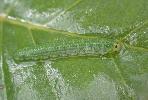 Nematinus steini